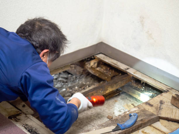 Best Localized Mold Remediation (e.g., coastal areas, humid climates) in Upper Fruitland, NM
