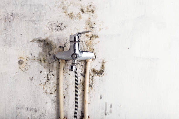 Best Black Mold Remediation in Upper Fruitland, NM