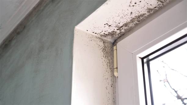 Best Mold Testing and Inspection Services in Upper Fruitland, NM