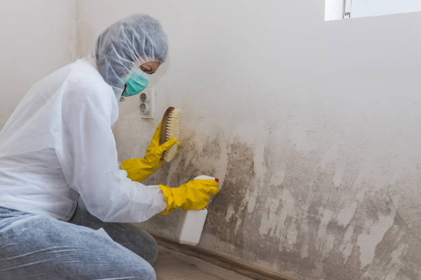 Best Mold Remediation for Specific Building Types in Upper Fruitland, NM