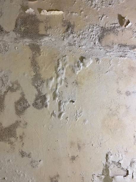 Best Basement Mold Remediation in Upper Fruitland, NM