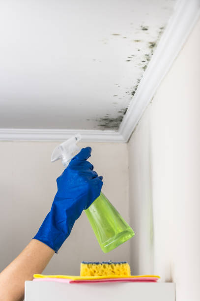 Best Bathroom Mold Remediation in Upper Fruitland, NM